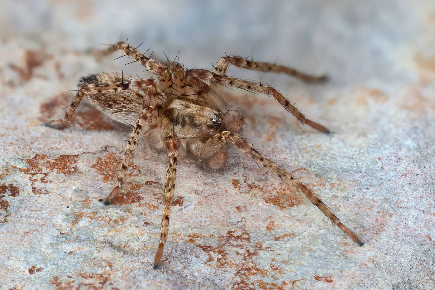 Anyphaena sp.  - La Spezia